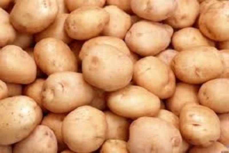Очікується невисокий урожай картоплі — експерт