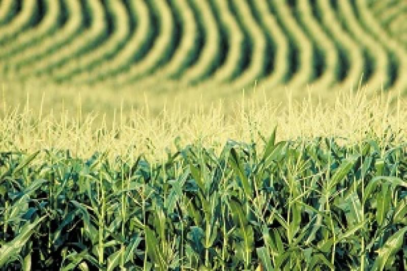 У Франції засуха знищує урожай кукурудзи
