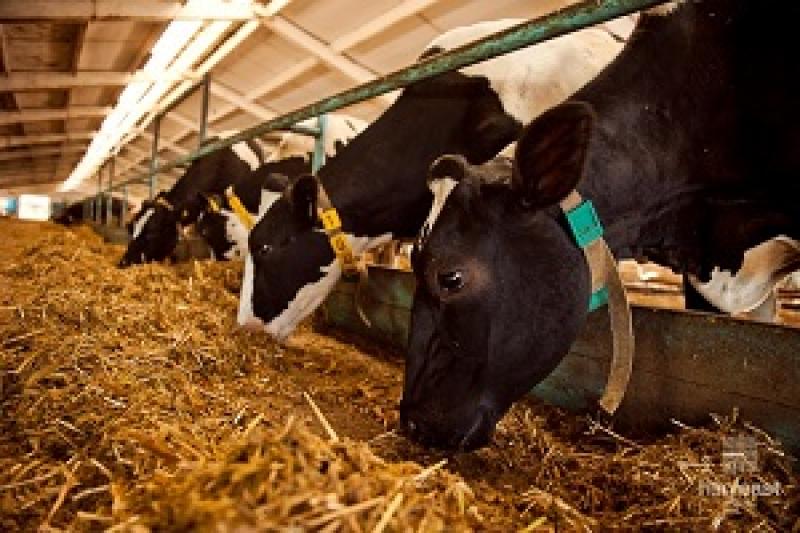 На Запоріжчині влада платить кошти за приріст корів