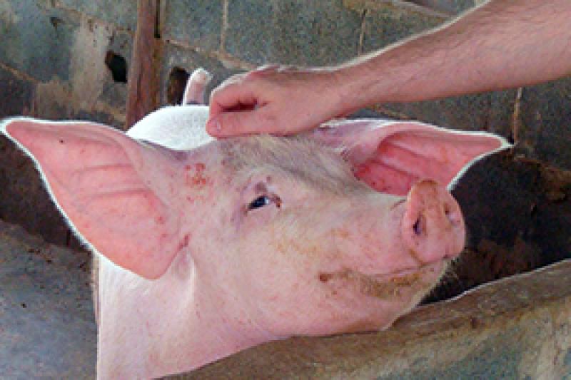 На Черкащині свиням роблять щеплення для діагностики АЧС