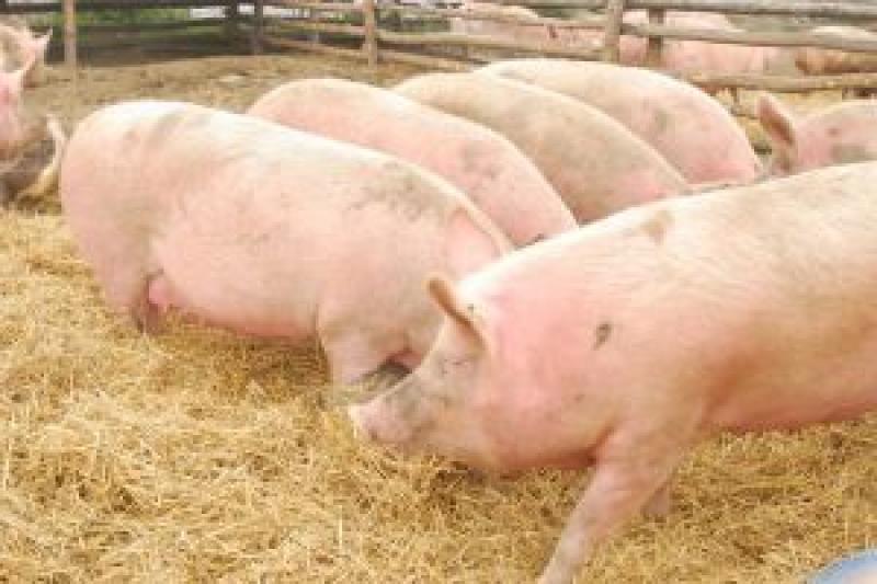Через АЧС утилізація свиней триває