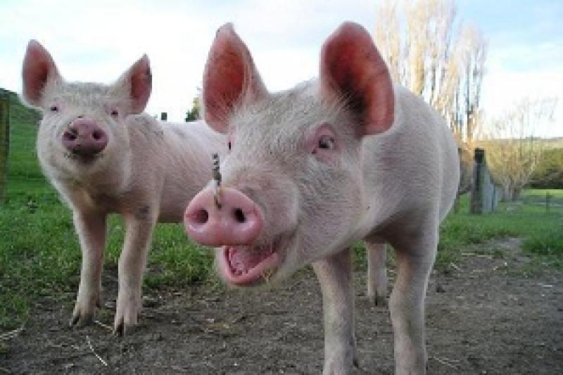 Фермери Польщі відмовляються вирощувати свиней