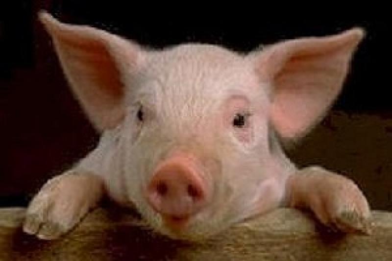 На Полтавщині через АЧС свиней утримують у закритому режимі