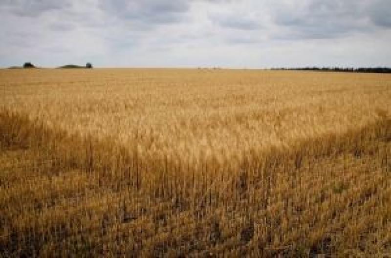 Львівщина збільшила намолот зернових на 56 тис. т