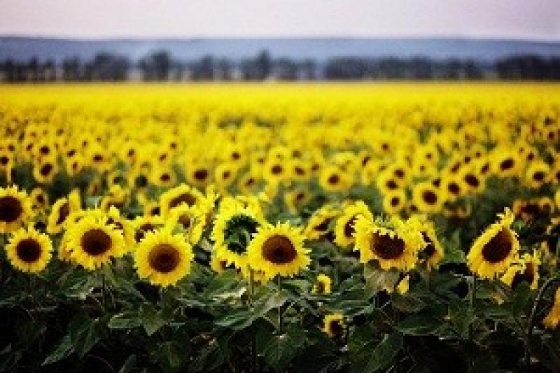 В Україні збір соняшника йде повільно