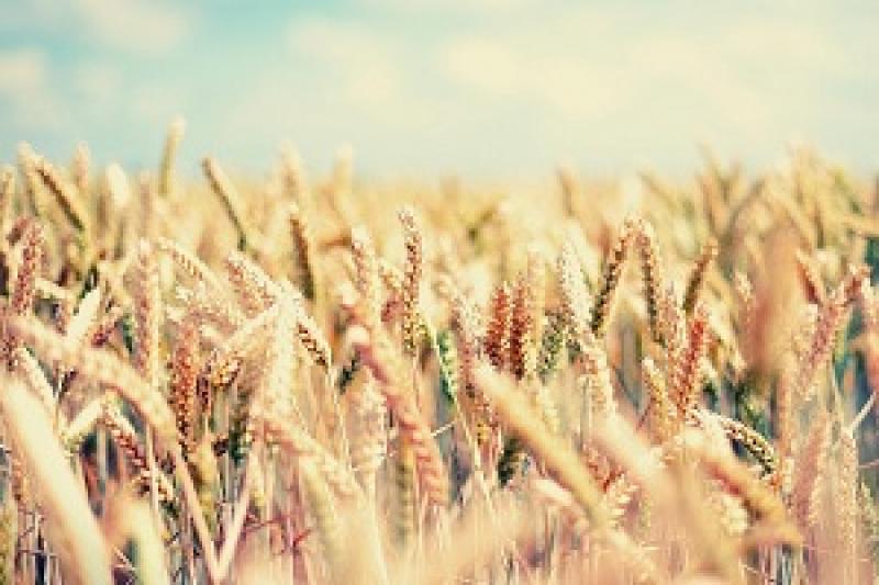 Фермери матимуть удвічі нижчий урожай ранніх зернових — Томич