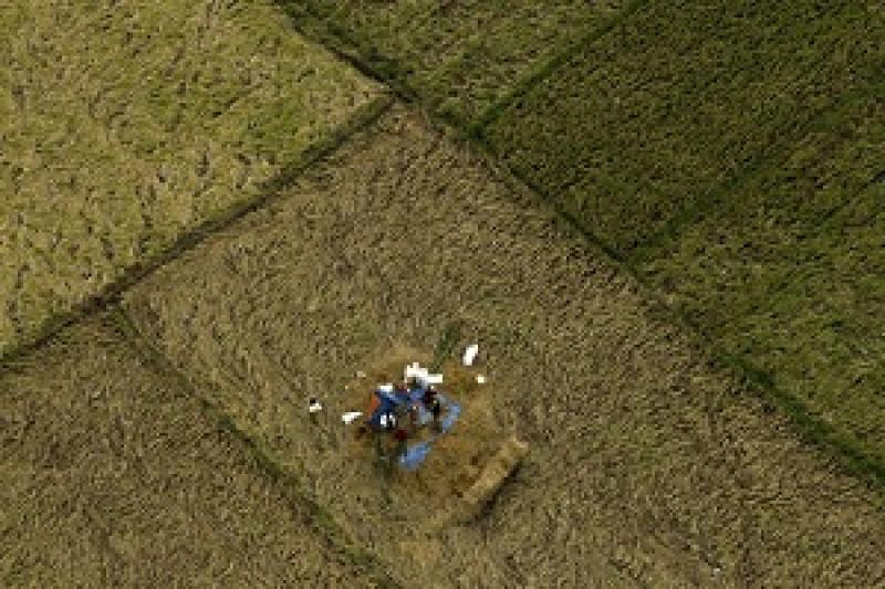 На Херсонщині загинуло 12 га посівів  рису