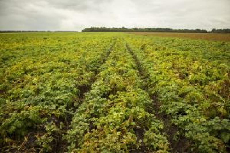 Виробництво картоплі скоротиться на 11-16% — УКАБ
