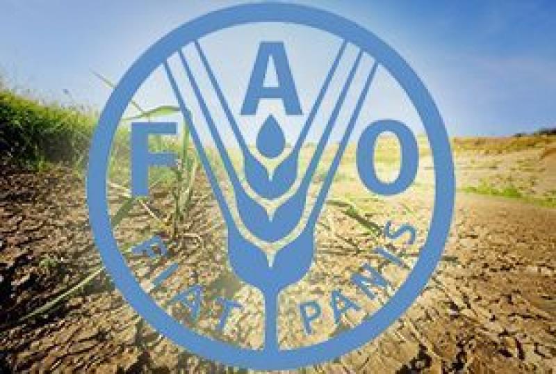 FAO та Мінагропрод відновлюють домогосподарства, що постраждали внаслідок АТО