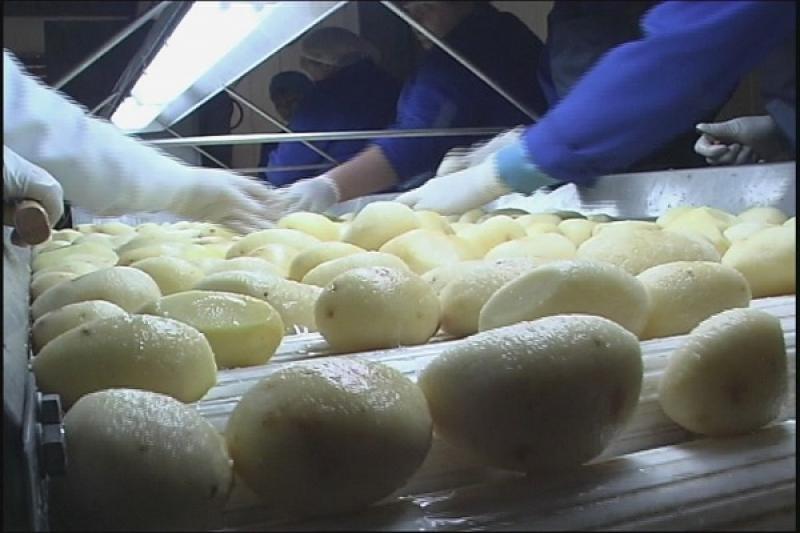 Відкрився перший завод картопляних напівфабрикатів для смаження