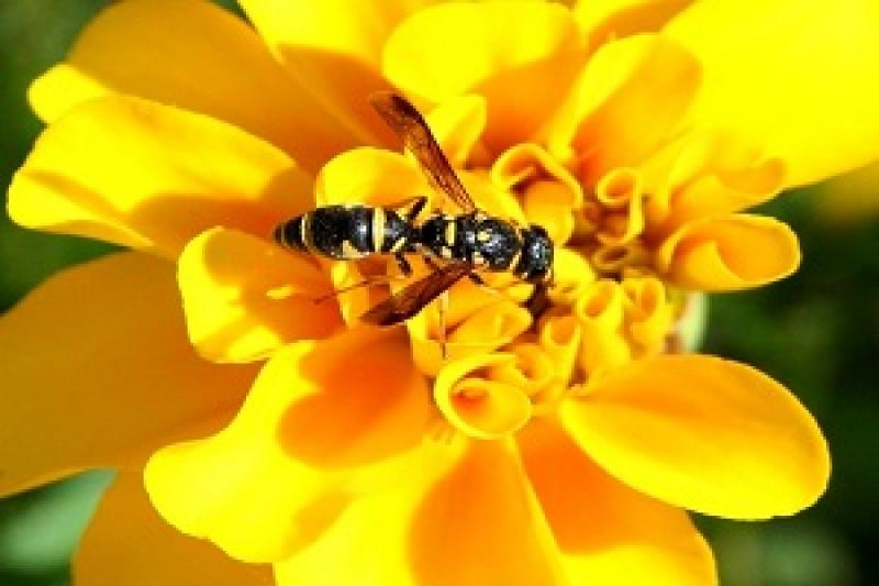 Потенціал бджолярства росте — Краснопольський