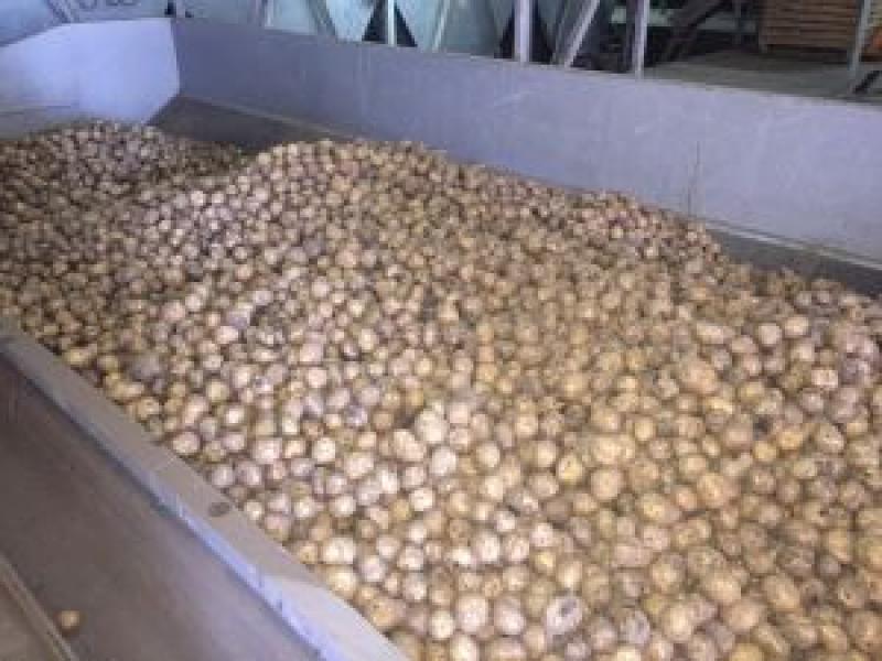 Житомирщина повністю забезпечена картоплею