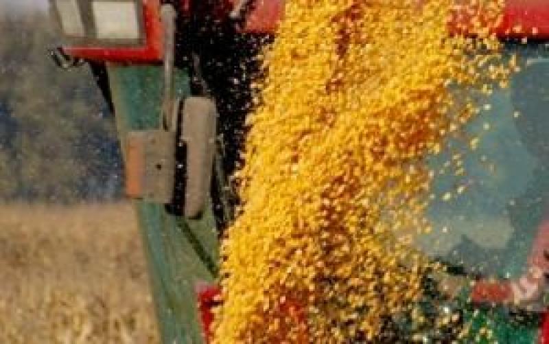 В Україну імпортовано вдвічі менше насіння кукурудзи