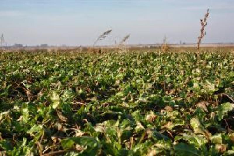 На Вінничині врожайність цукрових буряків упала на чверть