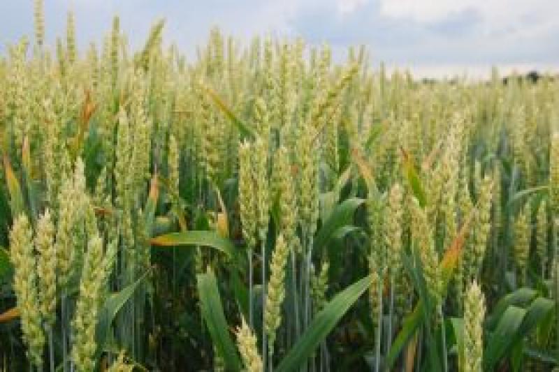 Озимою пшеницею засіяно 70% площі