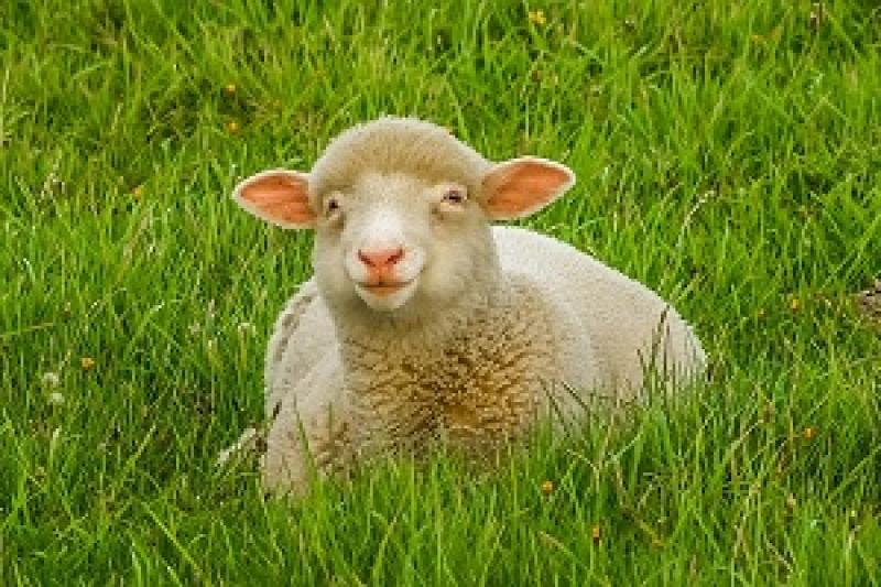 Аграрії Прикарпаття залучатимуть інвестиції у вівчарство