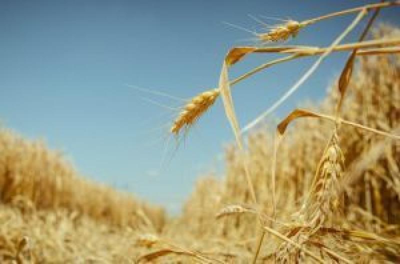 Класифікацію пшениці спростять?
