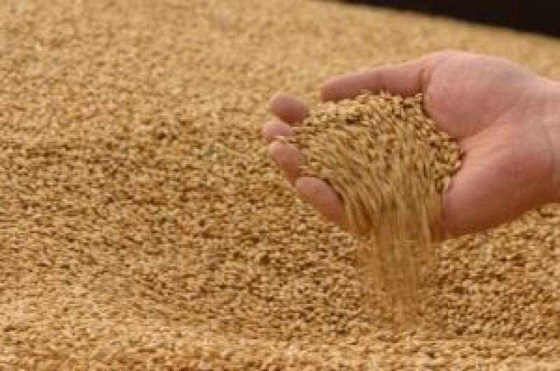 На Сумщині намолотили 2 млн т зерна