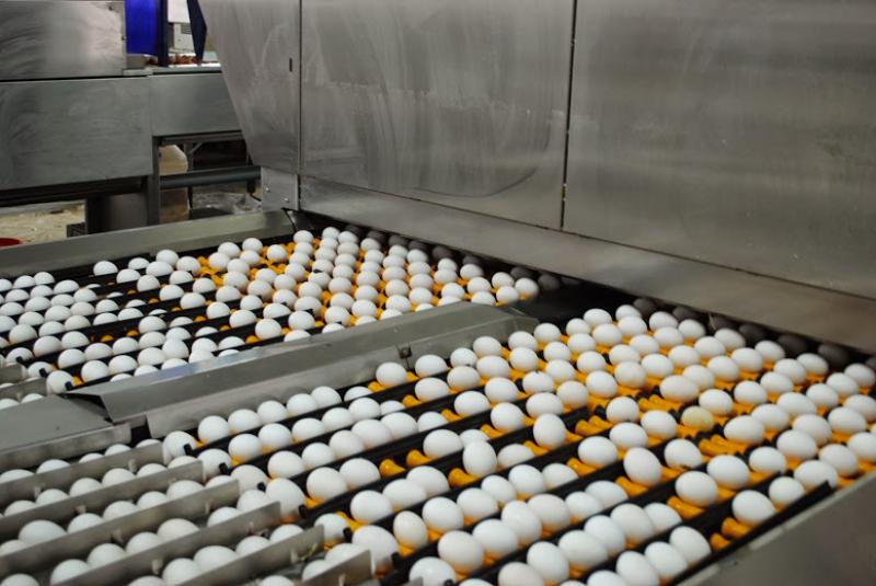 Виробництво яєць скоротилось на 15%