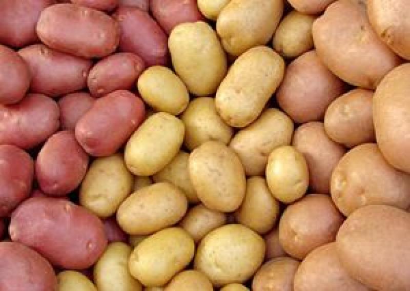  Українська картопля є конкурентом іноземній селекції