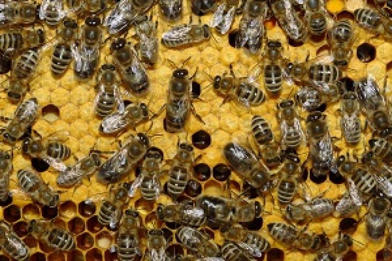 Житомирські бджолярі отримали 500 тис. грн