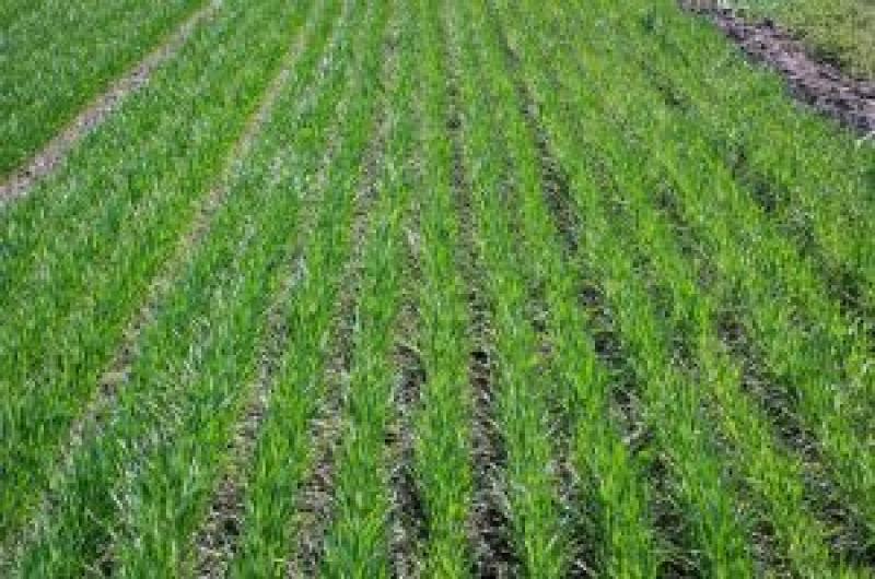 Посіви озимої пшениці можуть припинити вегетацію