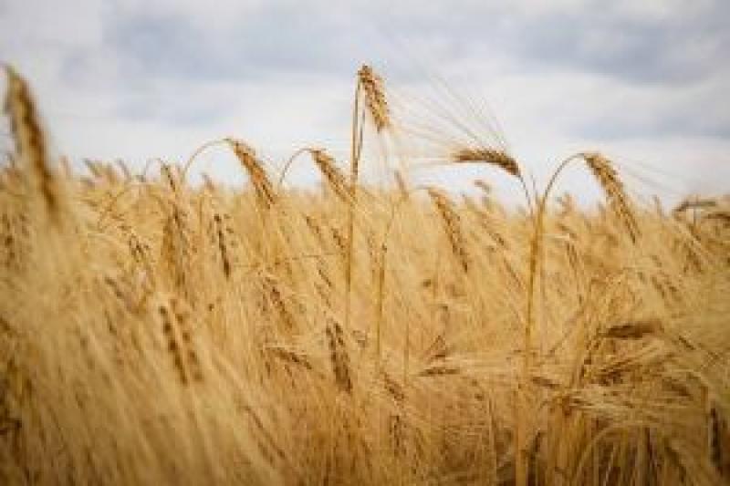Ціна на пшеницю виросла до 3550 грн/т