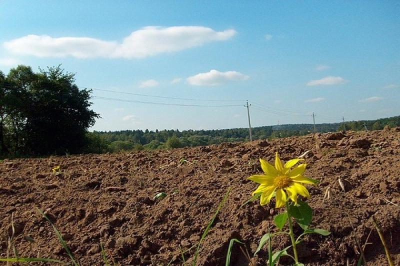 72% землі в Україні можуть обробляти фермери — експерт