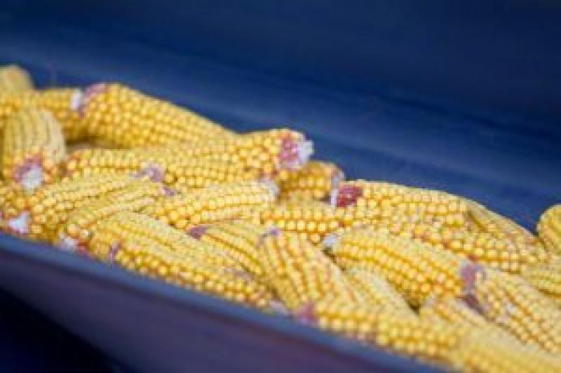 Вологість кукурудзи знизилася до 12%