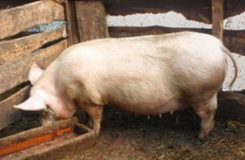 Поставка черкаської свинини у Білорусь зупинена