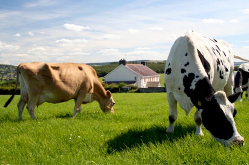 На Дніпропетровщині створять сучасні сімейні молочні ферми