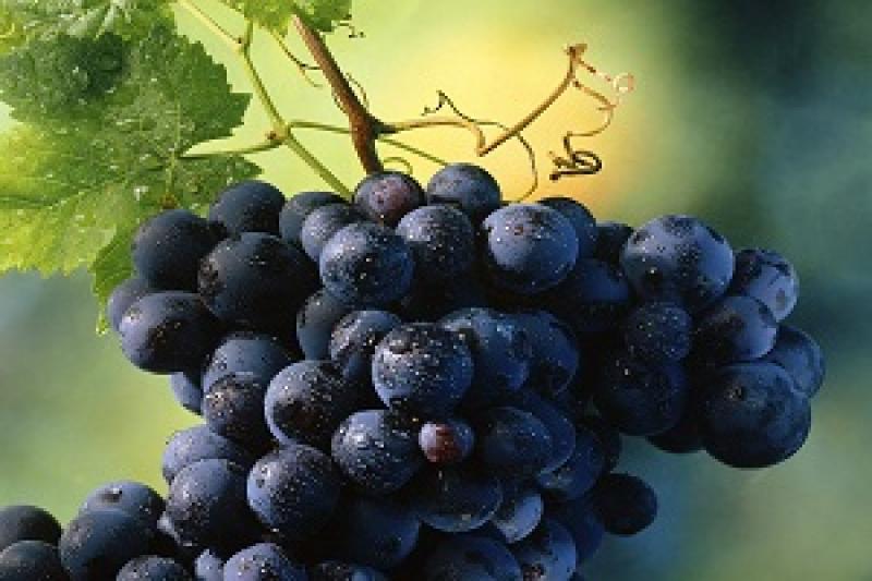 На Одещині виробництво винограду впало на 11%