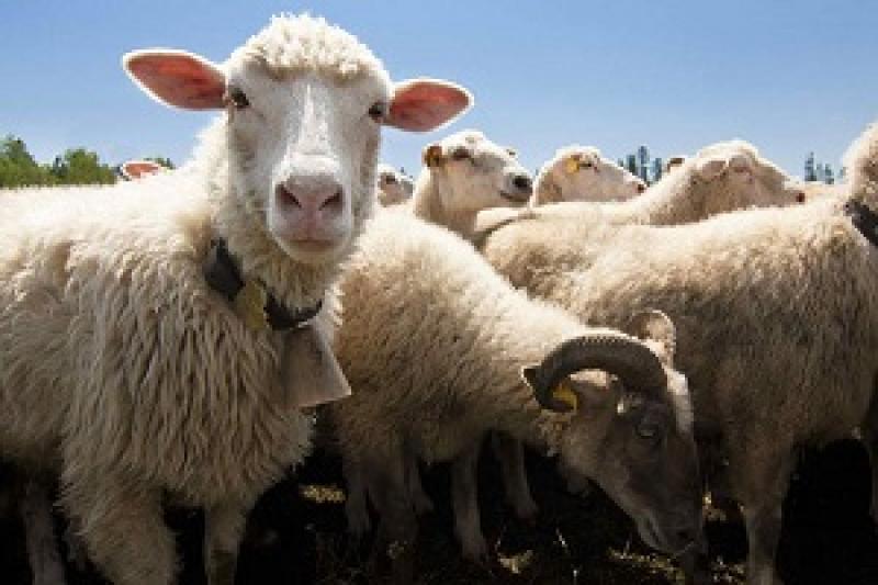 На Одещині вивели нові породи овець і свиней