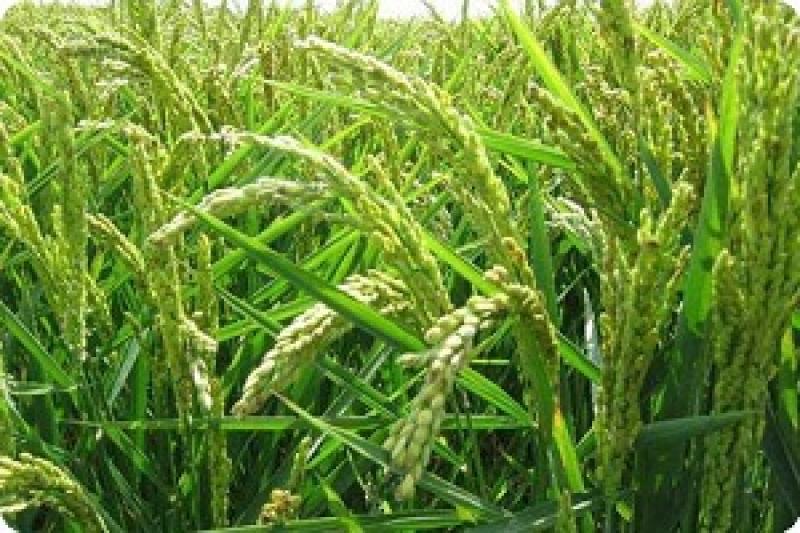 Херсонщина зібрала 45 тис. т рису