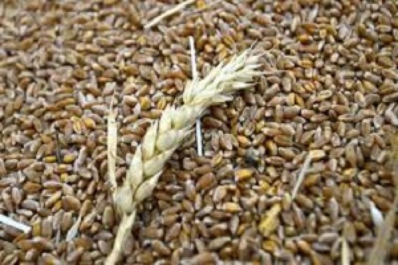 В Україні намолочено 59 млн т зернових