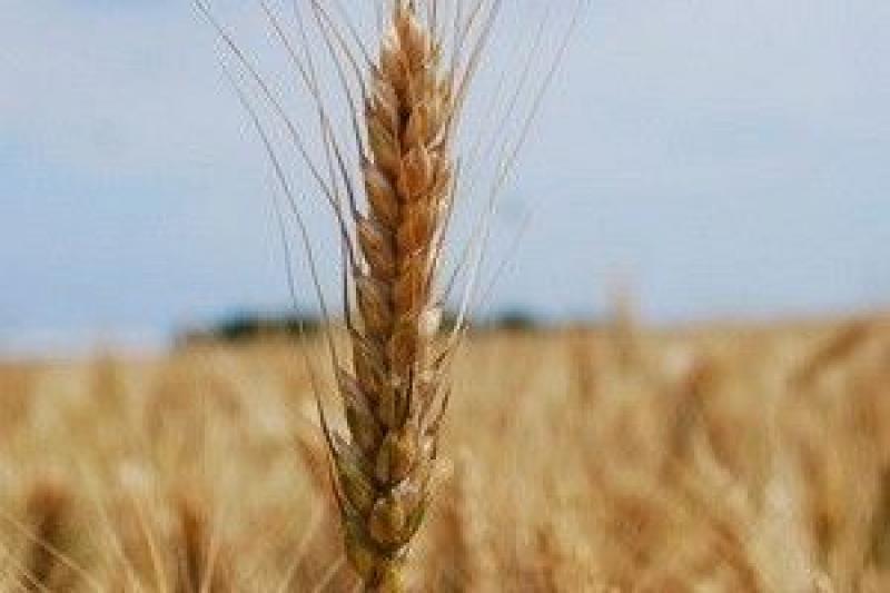 Аграрії надають перевагу пшениці вітчизняної селекції