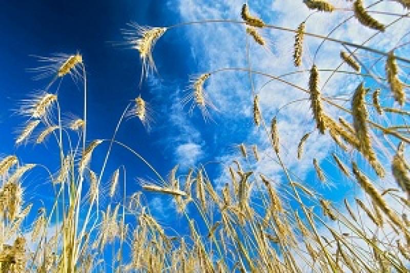 Урожай зернових 2016 р. буде найнижчим за чотири сезони