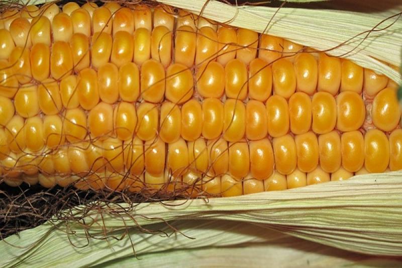 Намолочено 22 млн т кукурудзи