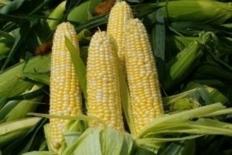 Ціна на кукурудзу знизилася до 3300 грн/т