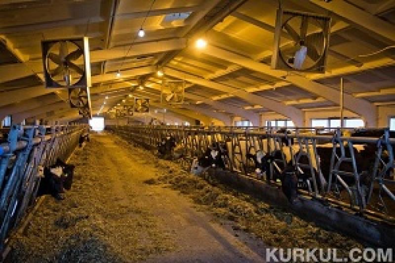 Україна втратила ще 143 тис. корів