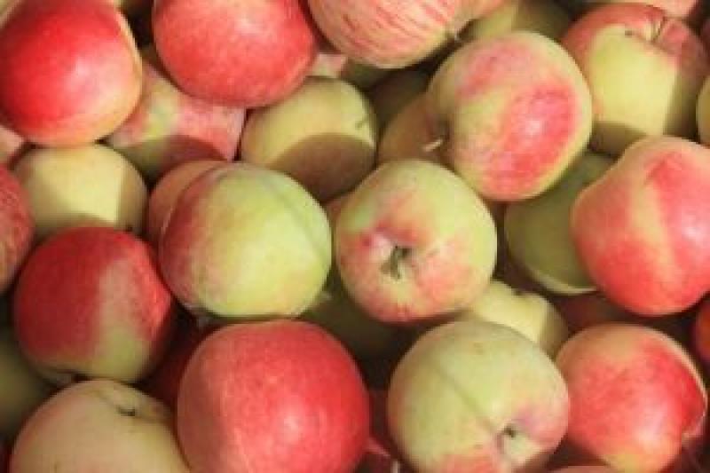 В Україні помітно збільшився урожай яблук