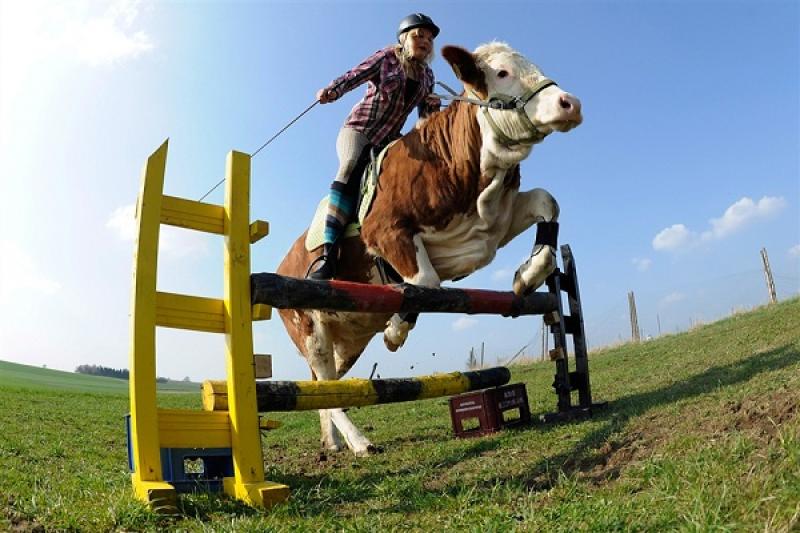 Німецьку корову навчили долати висотні перешкоди