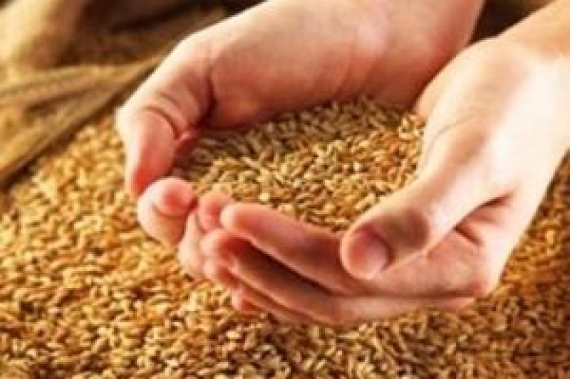 Виробництво пшениці в Україні наступного року може впасти до 17,2 млн т