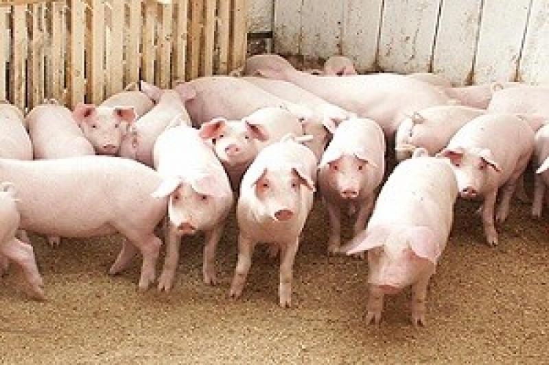 Українську свинини постачати у Росію не будуть