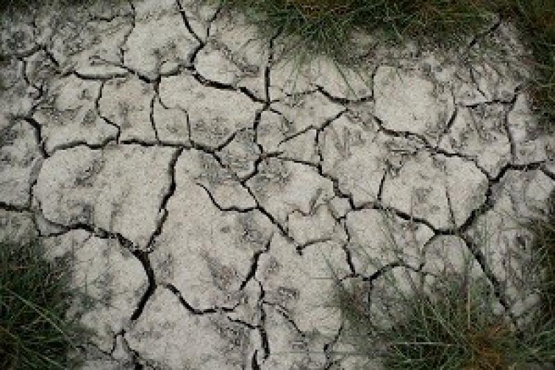 У Саратовській області Росії у результаті засухи загинули посіви на 16% площ