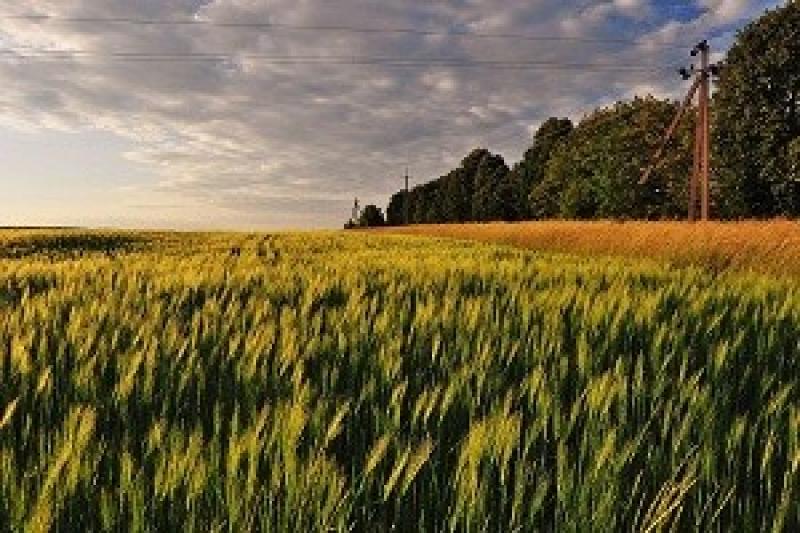 Україна може зібрати близько 20 млн т озимих зернових