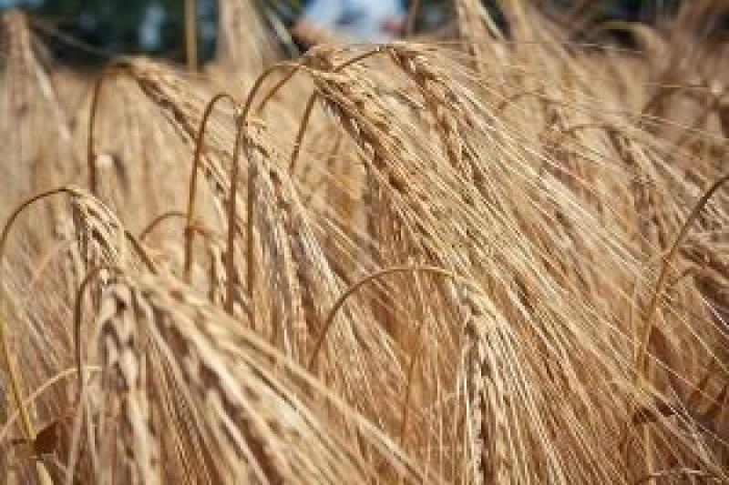 Сезон 2016/17 принесе скорочення посівних площ під пшеницею у світовому масштабі