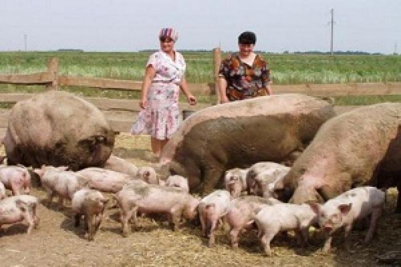 На Львівщині фермери об'єднуватимуться у коопееративи 