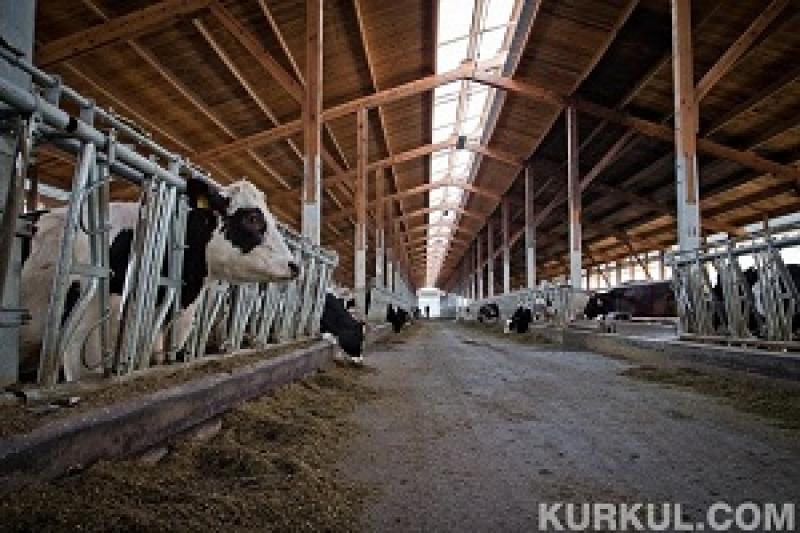 На Тернопільщині збільшено надої молока