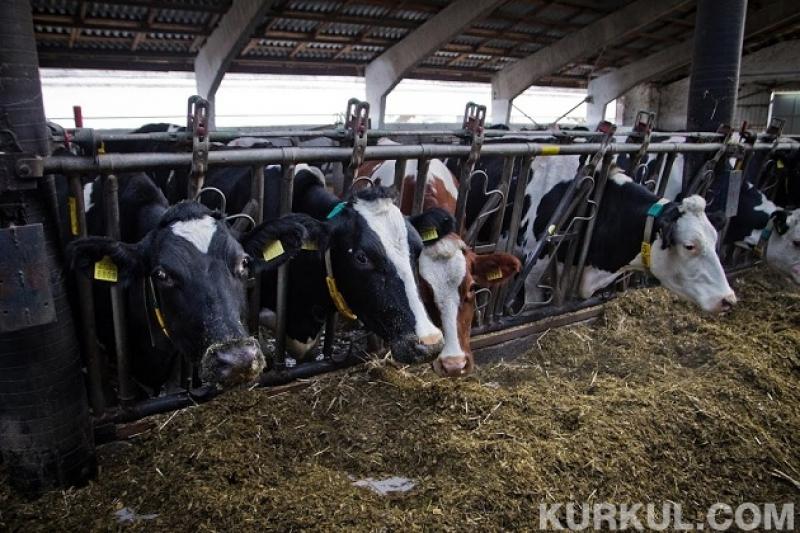 Середні закупівельні ціни на корів вищої вгодованості склали 26,60 грн/кг